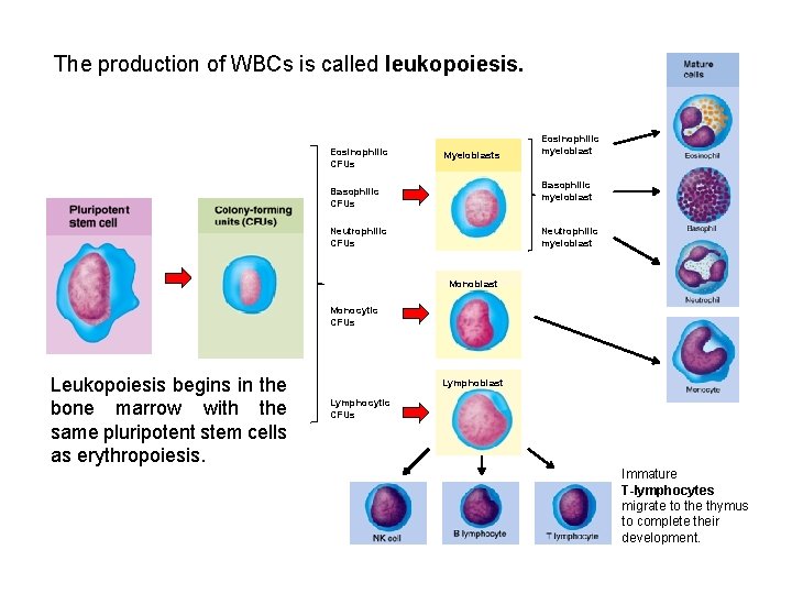 The production of WBCs is called leukopoiesis. Eosinophilic CFUs Myeloblasts Eosinophilic myeloblast Basophilic CFUs