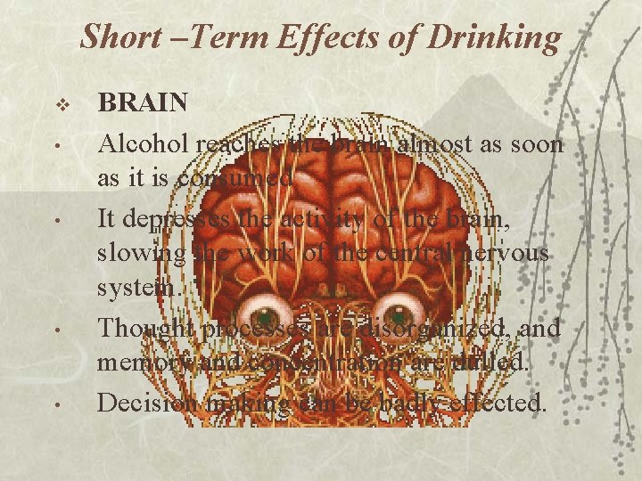 Short –Term Effects of Drinking v • • BRAIN Alcohol reaches the brain almost
