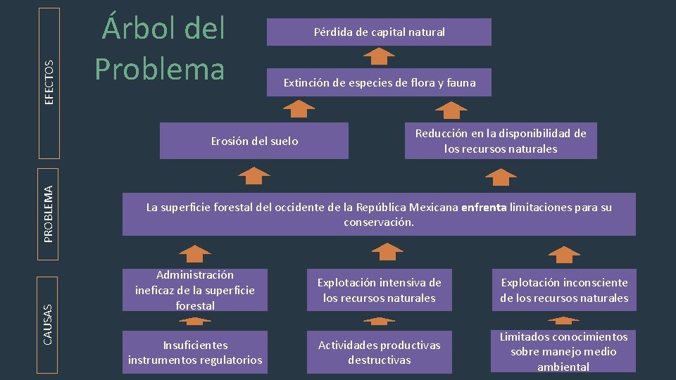 EFECTOS Árbol del Problema Pérdida de capital natural Extinción de especies de flora y