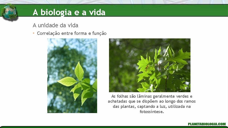 A biologia e a vida A unidade da vida • Correlação entre forma e