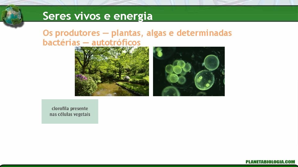 Seres vivos e energia Os produtores — plantas, algas e determinadas bactérias — autotróficos