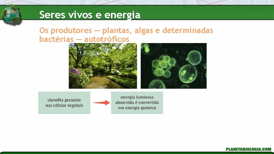 Seres vivos e energia Os produtores — plantas, algas e determinadas bactérias — autotróficos