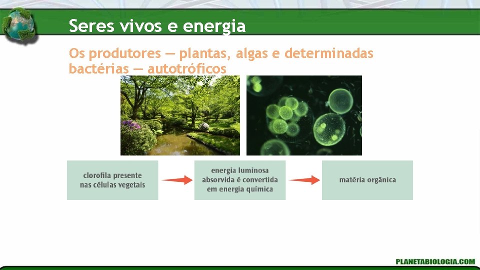 Seres vivos e energia Os produtores — plantas, algas e determinadas bactérias — autotróficos