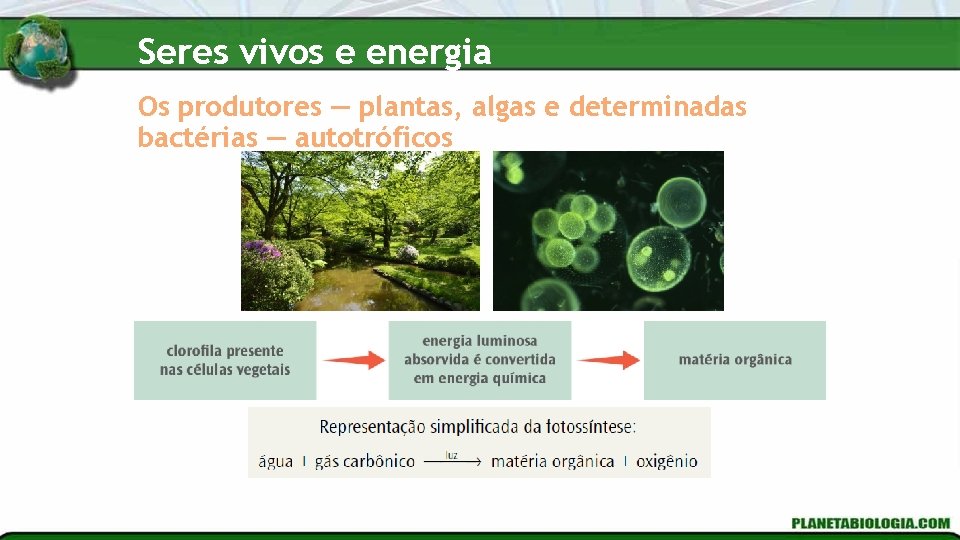 Seres vivos e energia Os produtores — plantas, algas e determinadas bactérias — autotróficos