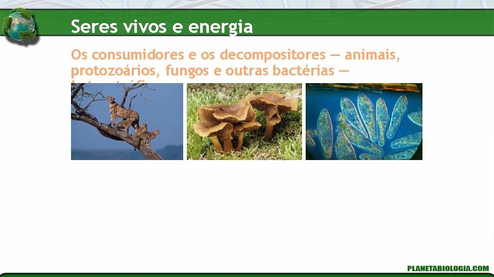 Seres vivos e energia Os consumidores e os decompositores — animais, protozoários, fungos e