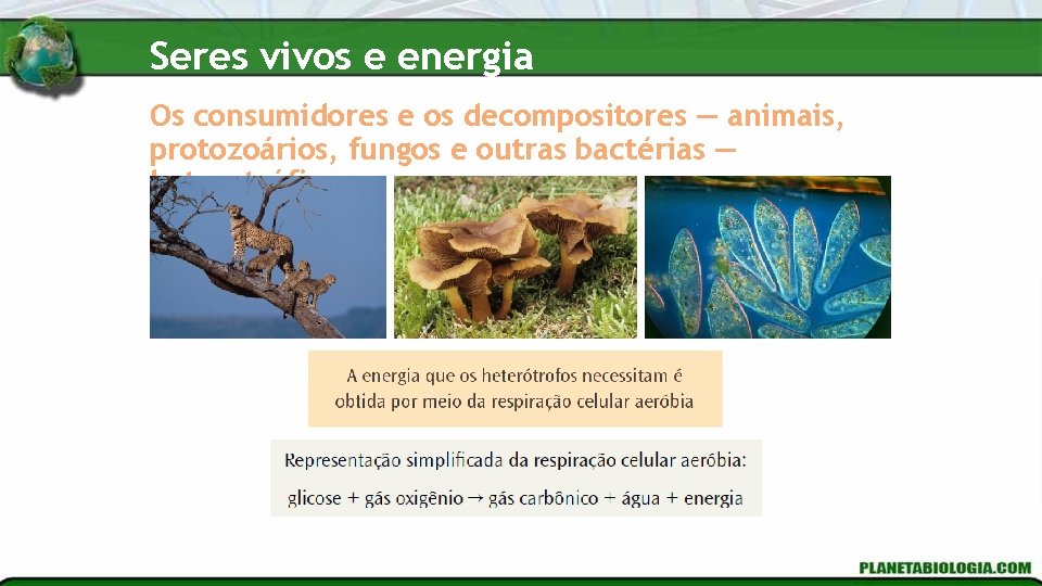 Seres vivos e energia Os consumidores e os decompositores — animais, protozoários, fungos e