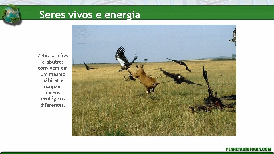 Seres vivos e energia Zebras, leões e abutres convivem em um mesmo hábitat e