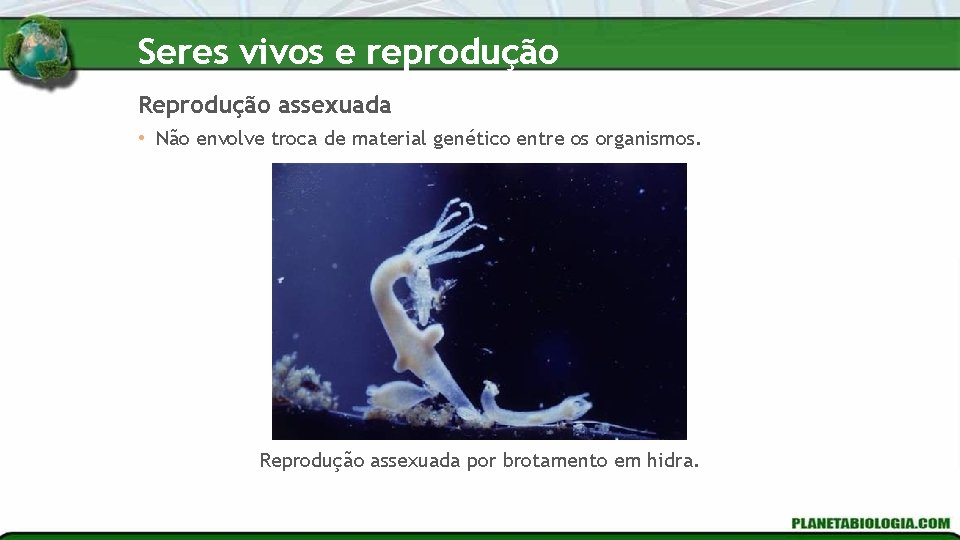 Seres vivos e reprodução Reprodução assexuada • Não envolve troca de material genético entre