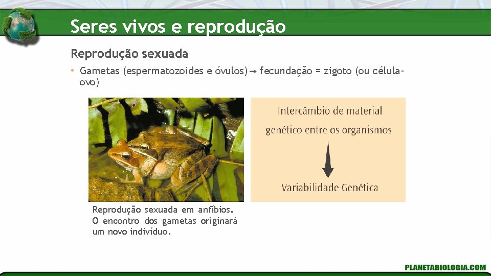 Seres vivos e reprodução Reprodução sexuada • Gametas (espermatozoides e óvulos) ovo) Reprodução sexuada