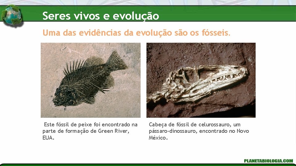 Seres vivos e evolução Uma das evidências da evolução são os fósseis. Este fóssil