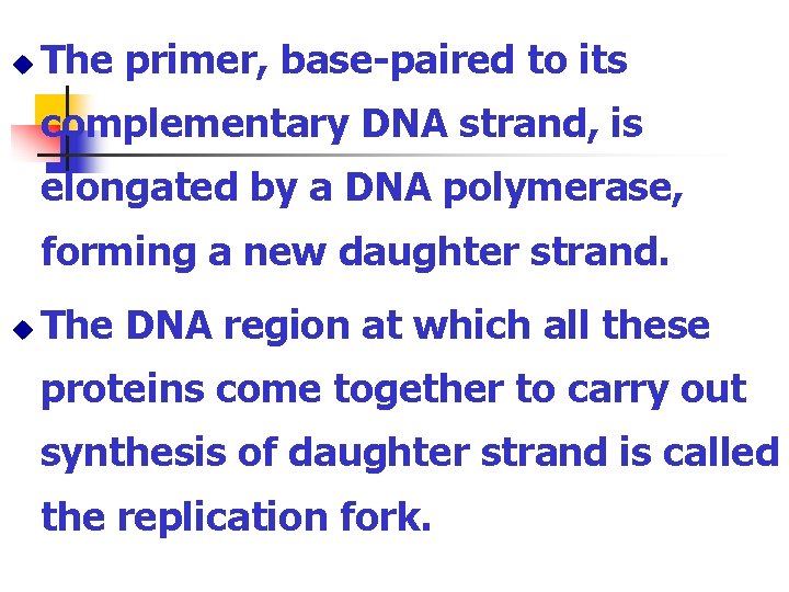 u The primer, base-paired to its complementary DNA strand, is elongated by a DNA