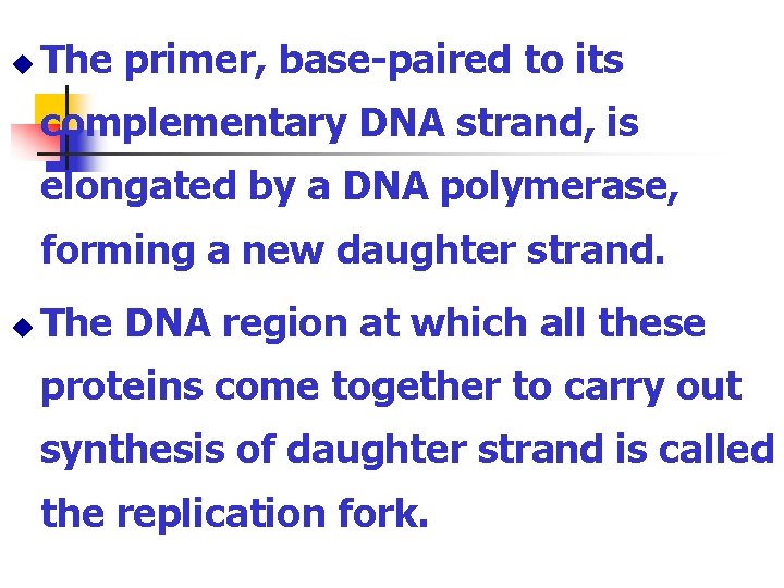 u The primer, base-paired to its complementary DNA strand, is elongated by a DNA