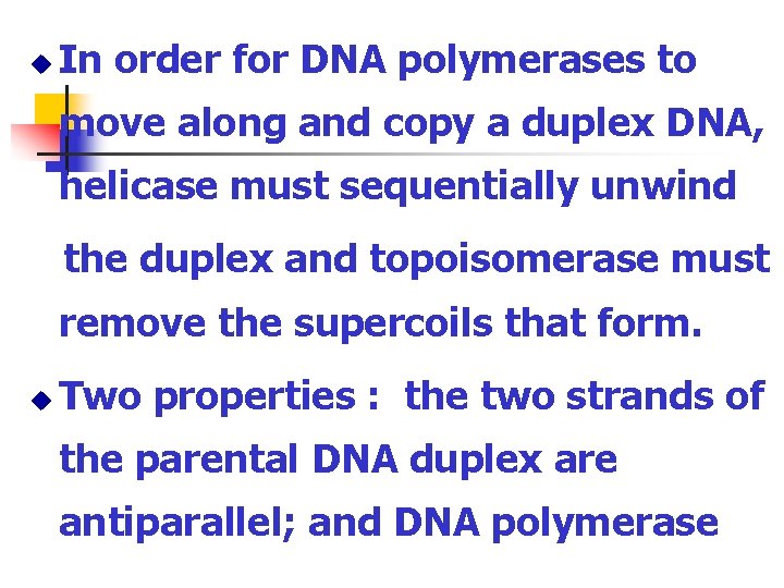 u In order for DNA polymerases to move along and copy a duplex DNA,