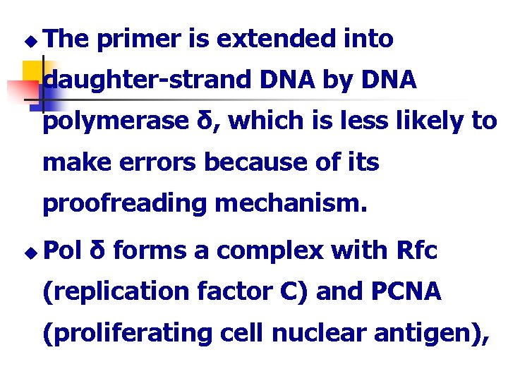 u The primer is extended into daughter-strand DNA by DNA polymerase δ, which is