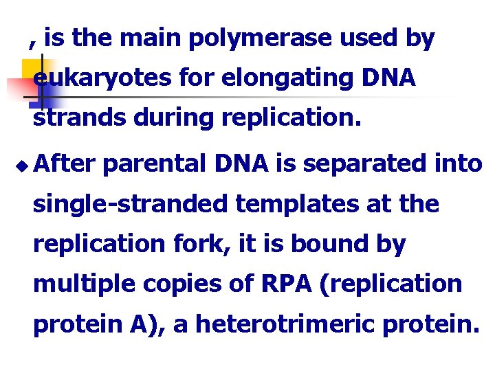 , is the main polymerase used by eukaryotes for elongating DNA strands during replication.