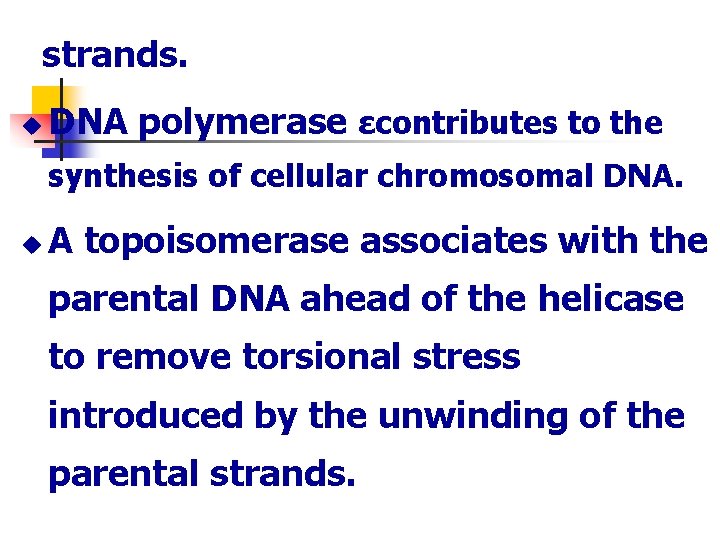 strands. u DNA polymerase εcontributes to the synthesis of cellular chromosomal DNA. u A