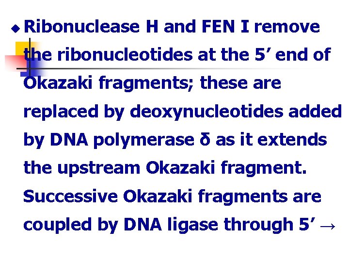 u Ribonuclease H and FEN I remove the ribonucleotides at the 5’ end of