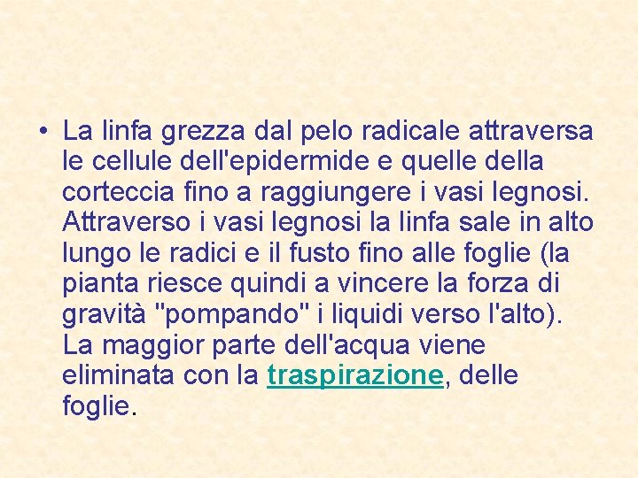  • La linfa grezza dal pelo radicale attraversa le cellule dell'epidermide e quelle