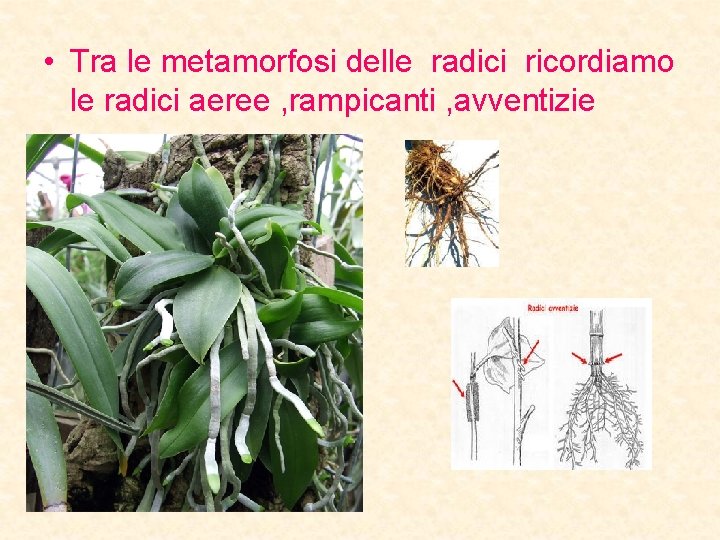  • Tra le metamorfosi delle radici ricordiamo le radici aeree , rampicanti ,