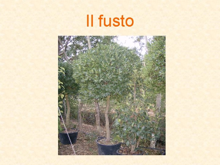 Il fusto 