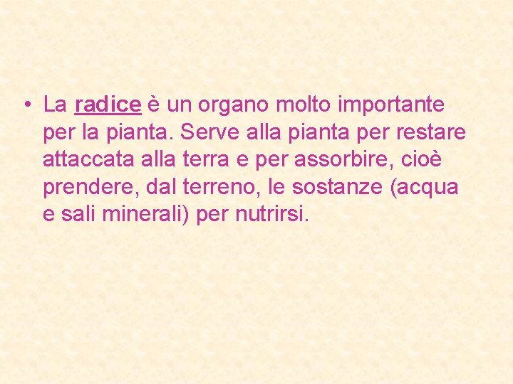  • La radice è un organo molto importante per la pianta. Serve alla