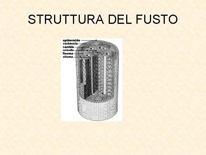 STRUTTURA DEL FUSTO 