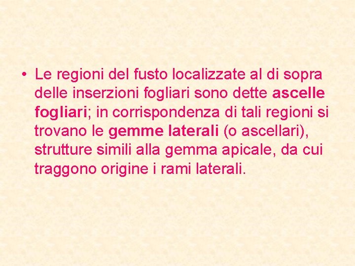  • Le regioni del fusto localizzate al di sopra delle inserzioni fogliari sono