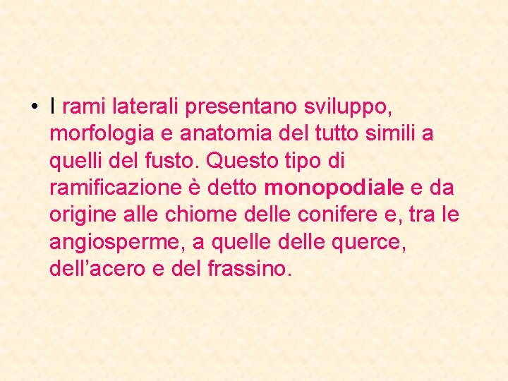  • I rami laterali presentano sviluppo, morfologia e anatomia del tutto simili a