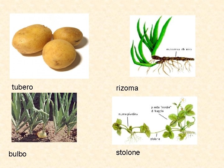 tubero bulbo rizoma stolone 