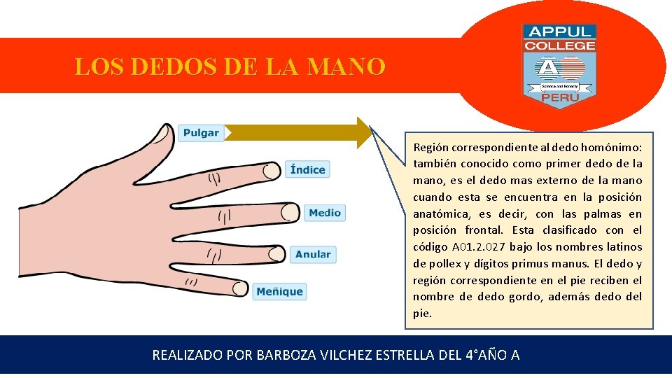 LOS DEDOS DE LA MANO Región correspondiente al dedo homónimo: también conocido como primer