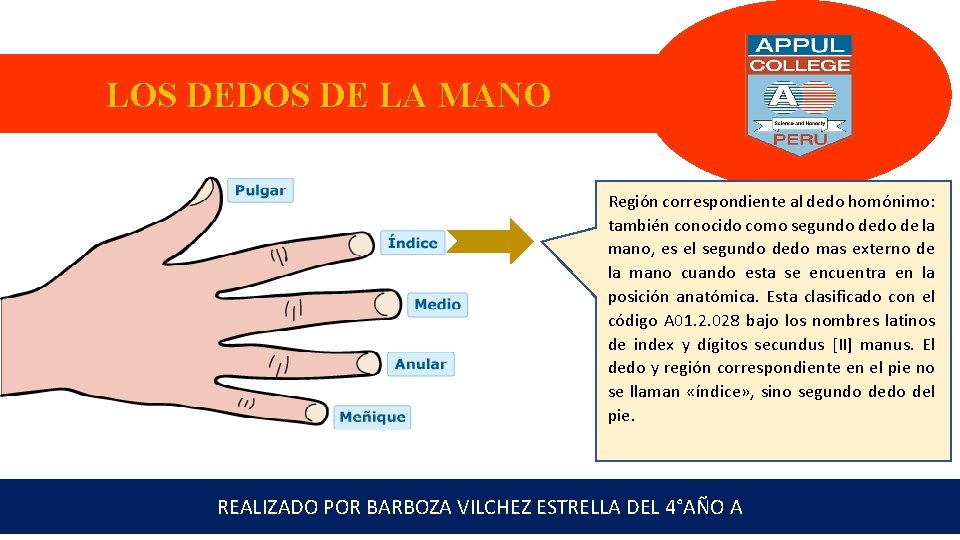 LOS DEDOS DE LA MANO Región correspondiente al dedo homónimo: también conocido como segundo