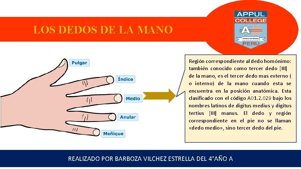 LOS DEDOS DE LA MANO Región correspondiente al dedo homónimo: también conocido como tercer