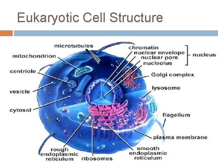 Eukaryotic Cell Structure 