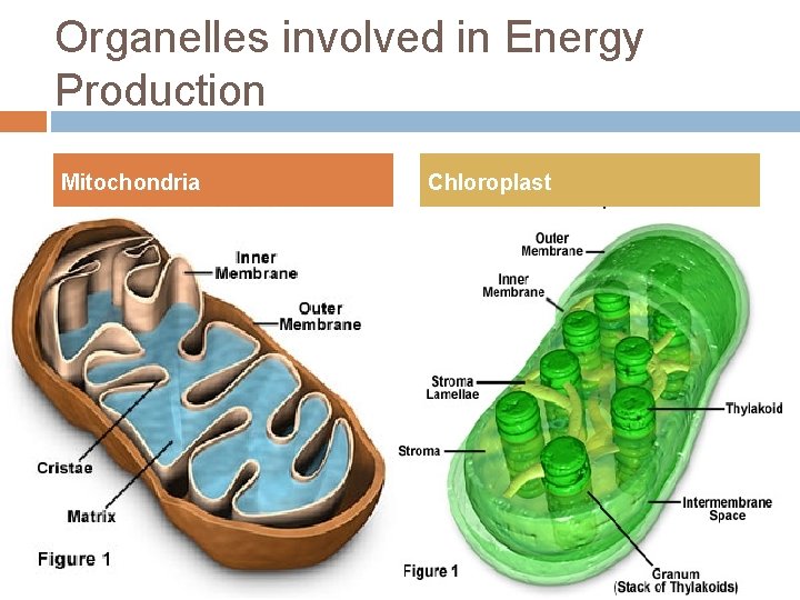 Organelles involved in Energy Production Mitochondria A membrane bound organelle consisting of an outer