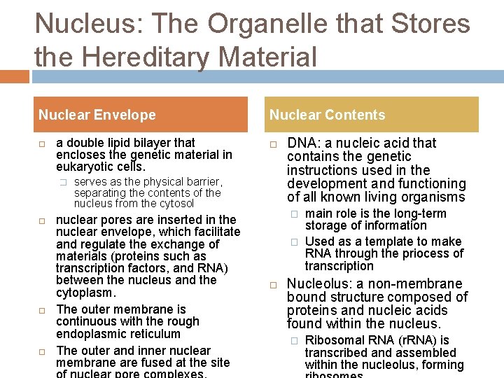 Nucleus: The Organelle that Stores the Hereditary Material Nuclear Envelope a double lipid bilayer