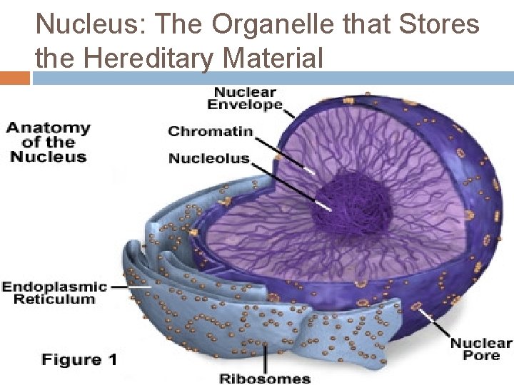 Nucleus: The Organelle that Stores the Hereditary Material Nuclear Envelope a double lipid bilayer