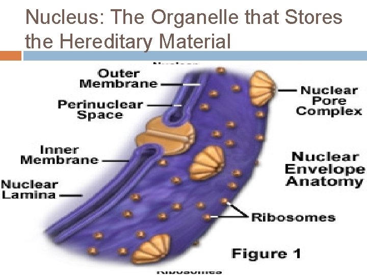 Nucleus: The Organelle that Stores the Hereditary Material Nuclear Envelope a double lipid bilayer