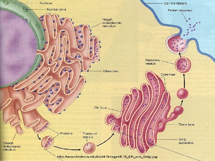 Organelles involved in Trafficking Rough Endoplasmic Reticulum A highly folded lipid bilayer whose surface