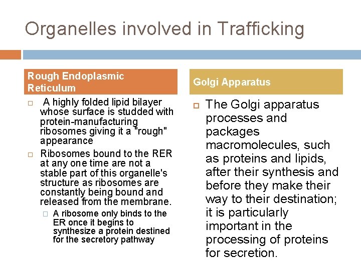 Organelles involved in Trafficking Rough Endoplasmic Reticulum A highly folded lipid bilayer whose surface