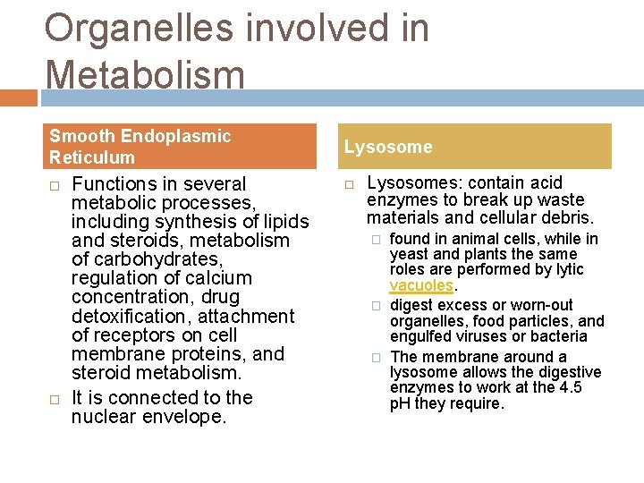 Organelles involved in Metabolism Smooth Endoplasmic Reticulum Functions in several metabolic processes, including synthesis