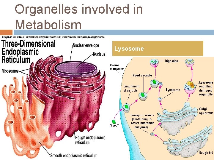 Organelles involved in Metabolism Smooth Endoplasmic Reticulum Functions in several metabolic processes, including synthesis
