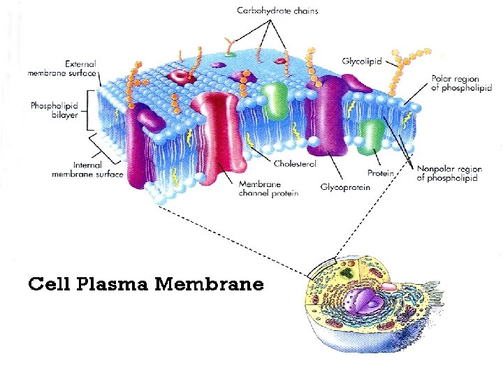 Cellular Membranes Acts as a semi-permeable barrier that regulates what enters or leaves the