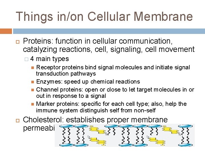 Things in/on Cellular Membrane Proteins: function in cellular communication, catalyzing reactions, cell, signaling, cell