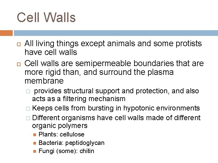 Cell Walls All living things except animals and some protists have cell walls Cell