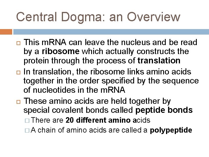 Central Dogma: an Overview This m. RNA can leave the nucleus and be read