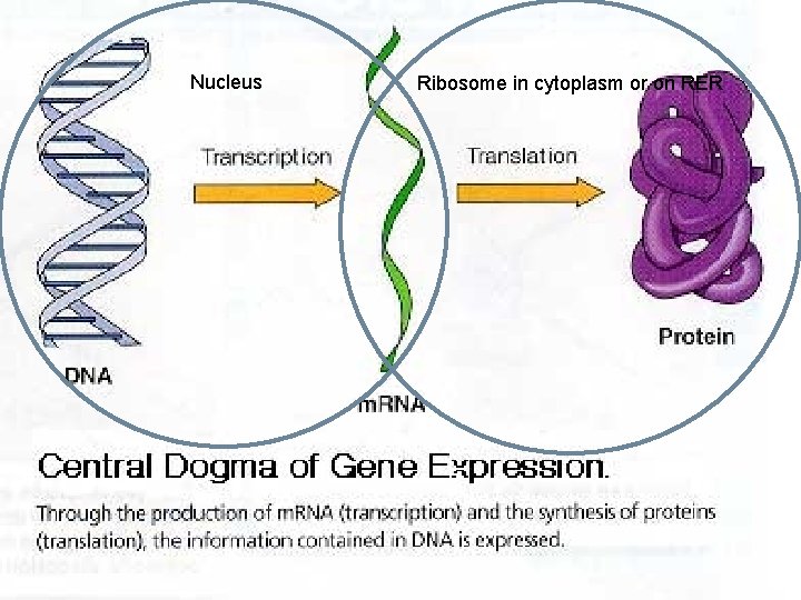 Nucleus Ribosome in cytoplasm or on RER 