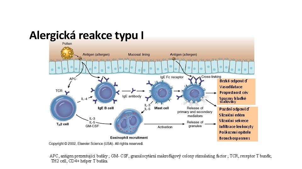 Alergická reakce typu I Brzká odpověď Vasodilatace Propustnost cév Spasmy hladké svaloviny Pozdní odpověď