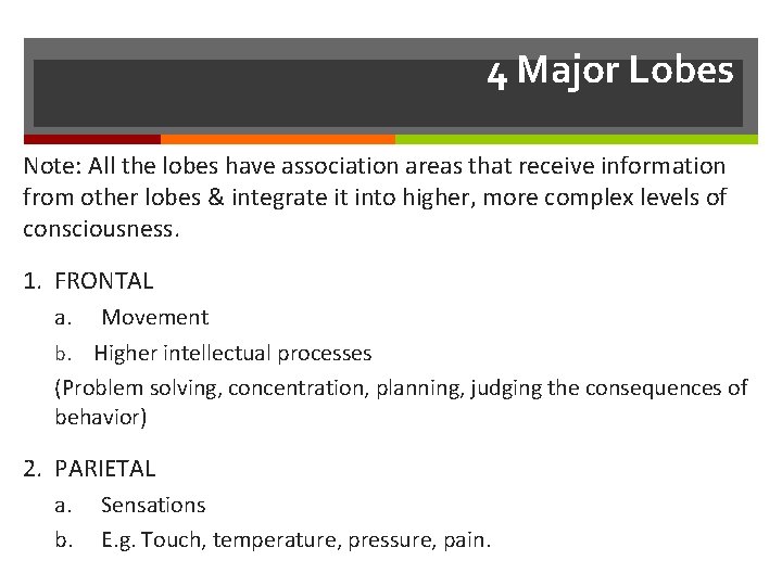 4 Major Lobes Note: All the lobes have association areas that receive information from