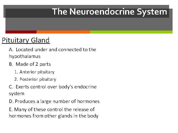 The Neuroendocrine System Pituitary Gland A. Located under and connected to the hypothalamus B.