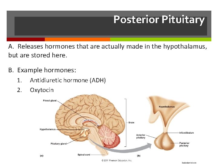 Posterior Pituitary A. Releases hormones that are actually made in the hypothalamus, but are